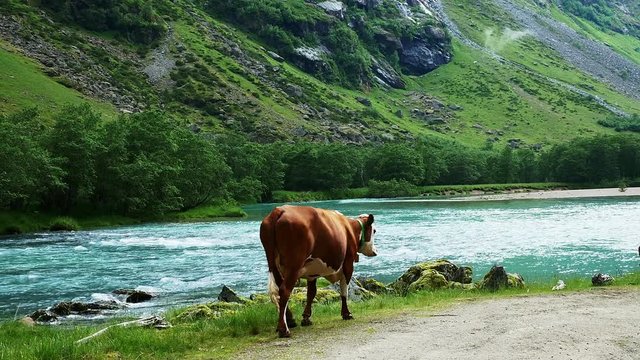 Brown and white cow walking away from camera near a fast flowing blue river with white water rapids in a mountain valley in Norway on a cloudy day. Walks toward other cattle.
