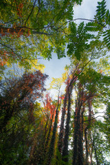 Fototapeta premium Autumn foliage in the forest in a beautiful rural area in Eastern Europe