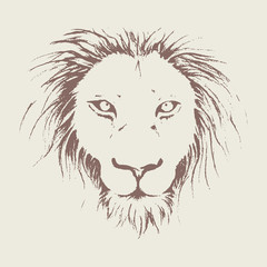 portrait of lion