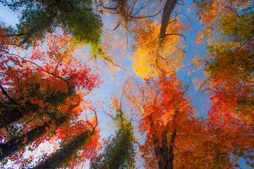 Beautiful warm autumn colors in the forest, with multicolored foliage