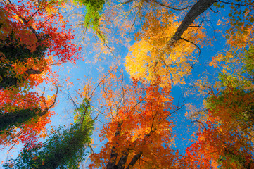 Beautiful warm autumn colors in the forest, with multicolored foliage