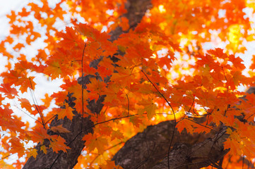 Beautiful warm autumn colors in the forest, with multicolored foliage