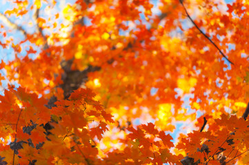 Autumn foliage in the forest in a beautiful rural area in Eastern Europe