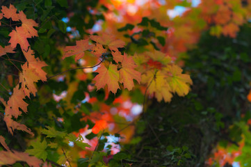 Beautiful warm autumn colors in the forest, with multicolored foliage