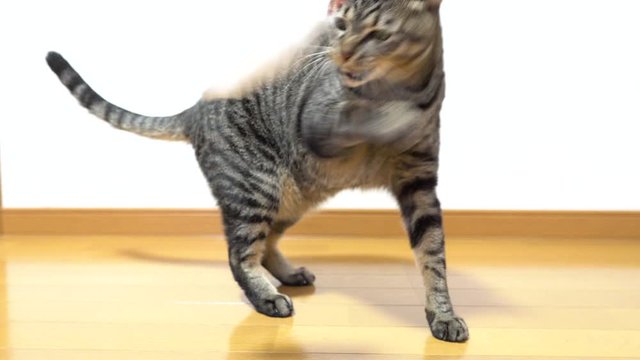 猫じゃらしで遊ぶネコ