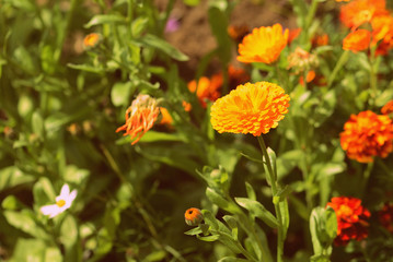 Yellow marigolds bloom in the garden on a sunny day. Natural summer background