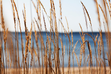 reed on the beach by the sea a few miles outside the center of Umea - obrazy, fototapety, plakaty