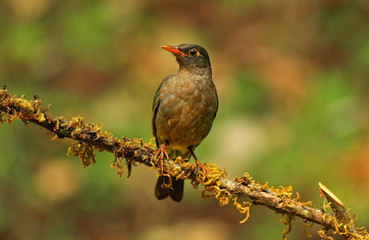 Female Indian Blackbird, Turdus simillimus, Ganeshgudi, Karnataka, India