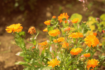 Yellow marigolds bloom in the garden on a sunny day. Natural summer background