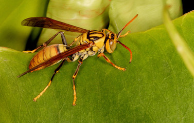 Potter Wasp, Vespidae Family, Karanji Lake, Mysore, India