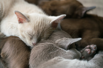 Naklejka na ściany i meble four burmese kittens sleep on the couch