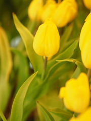 Yellow tulip flower booming beautiful in nature blurred of background