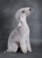 Purebred Bedlington Terrier dog sitting in the studio over gray background