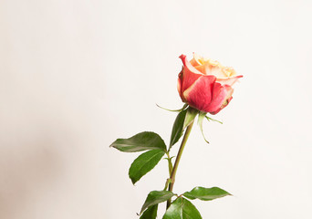 Rose flower on white background