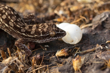 Hemidactylus satarensis or Satara gecko with eggs, endemic to Chalkewadi and Thoseghar, India