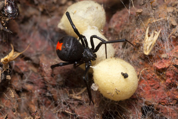 Latrodectus hasselti,  Red Back Spider, India