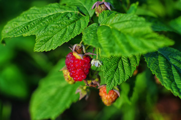 raspberry