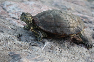 The turtle is traveling in the middle of the capital.