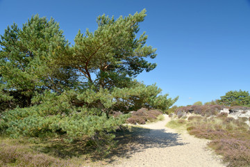 Fototapeta na wymiar The Heather trail near Studland beach on the Dorset coast in South England