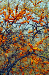 branches with sea buckthorn berries