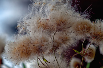 blooming burdock against the sky