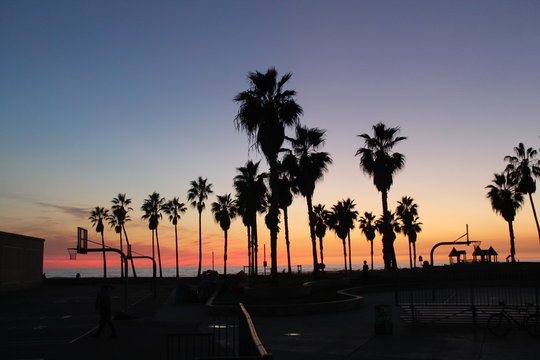Silhouetted Palms