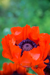 Red poppies in the garden. Selective focus.