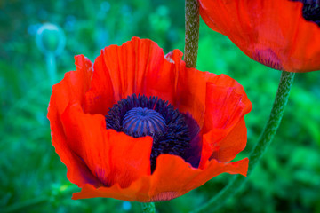 Red poppies in the garden. Selective focus.