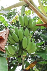 bunch of bananas on tree