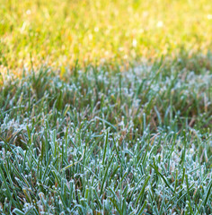 Morning dew on grass. Nature Background.