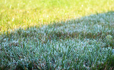 Morning dew on grass. Nature Background.