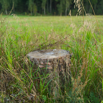 Stump of a tree in a field