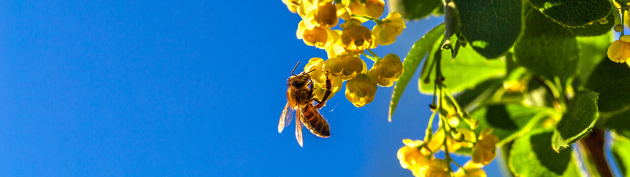 Honey bee collecting the nectar from yellow flowers barberry in the garden on background of blue sky. Panoramic banner. Nature in spring.  