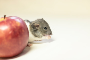rat on a white background sits on a red Apple. Decorative rat or mouse Chinese symbol of new year 2020 and Christmas. The concept of celebration, fun.