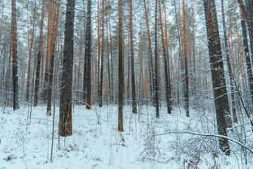 Naklejka premium Beautiful winter in pine forest. Winter lanscape with heavy snowfall.