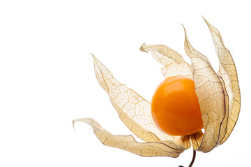 Physalis isolated on white background