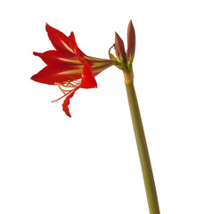 bud of  Sonatini Amaryllis  Hippeastrum  "Eyecatcher" on  white background isolated