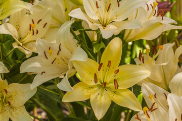 Obraz premium Lilium LA-hybrids 