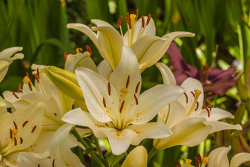 Obraz premium Lilium LA-hybrids 