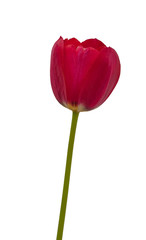 Blooming  tulip from simple late on a white background isolated