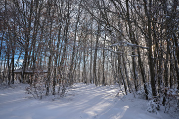 first Christmas snowfall in the national park in Abruzzo