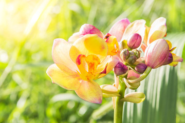 Obraz na płótnie Canvas orchid in the garden