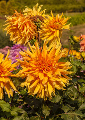 Orange flower  dahlias