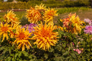 Orange flower  dahlias