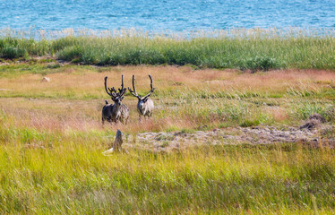 Reindeer