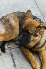 A young German shepherd puppy posing for the owner.