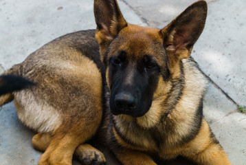 A young German shepherd puppy posing for the owner.