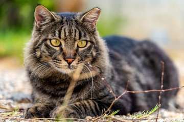 big stripped cat portrait