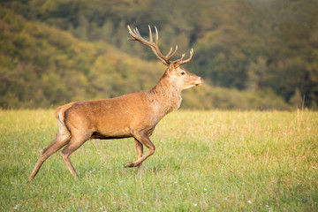 Red deer (cervus elaphus) running on grassland. In the background forest