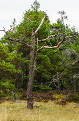Fototapeta premium Crooked trunks of pine trees in the forest. Unusual coniferous trees in the dunes.